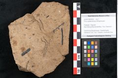 Foto (Objekt + Etikett) von Pinus palaeostrobus Ettingshausen (NHMW-GEO-2024-0188-8264)